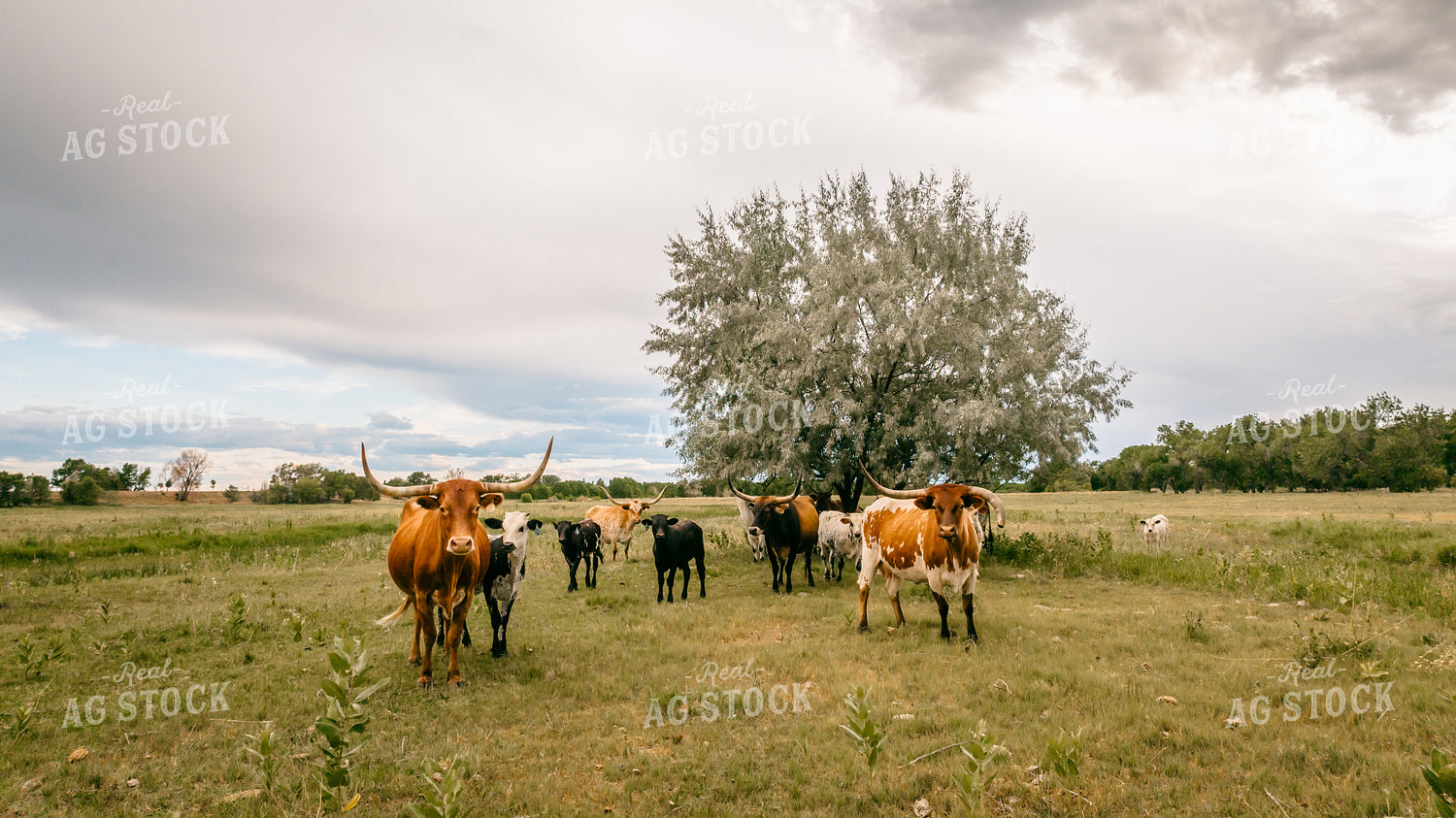 Longhorn Cattle in Pasture 56507