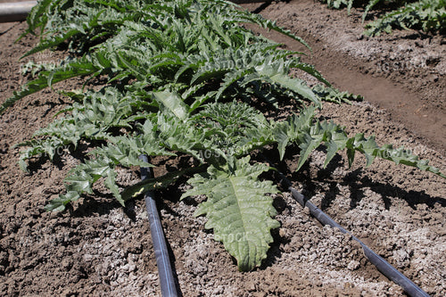 Artichoke 102132