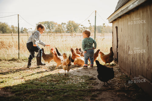 Farm Kid Collecting Eggs 6804