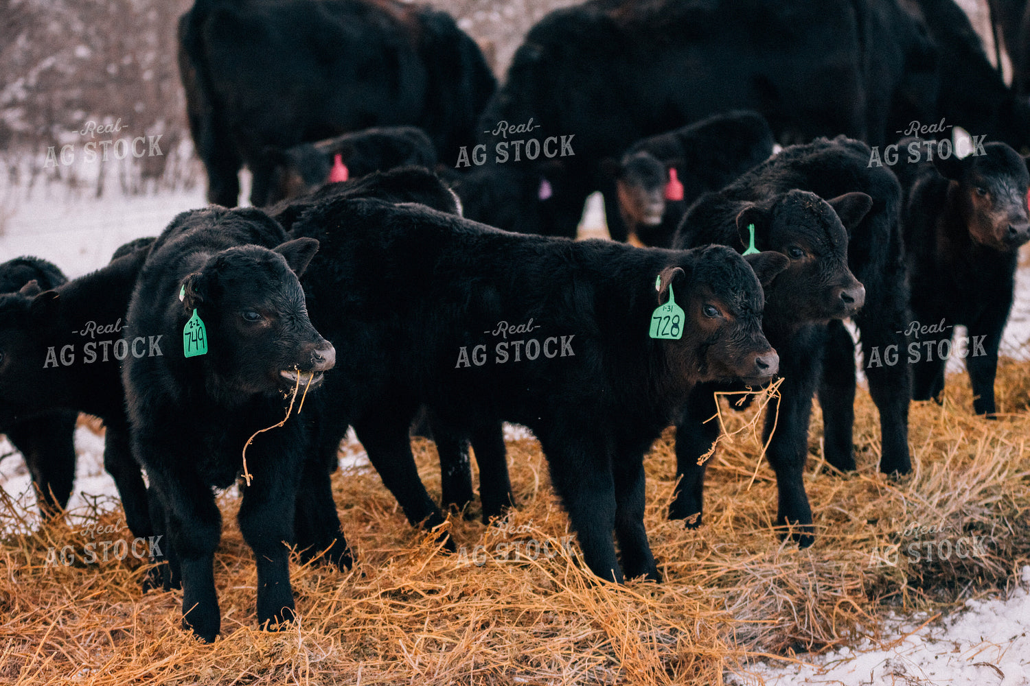 Calves Eating Hay in Winter 53100
