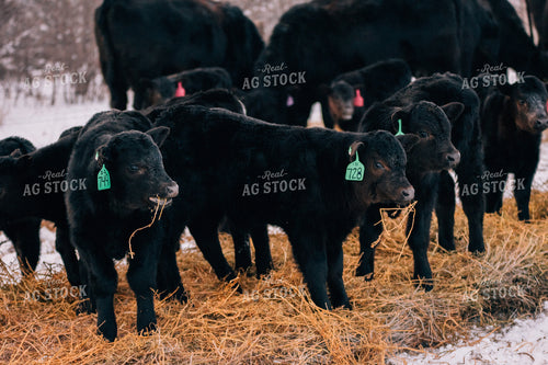 Calves Eating Hay in Winter 53100