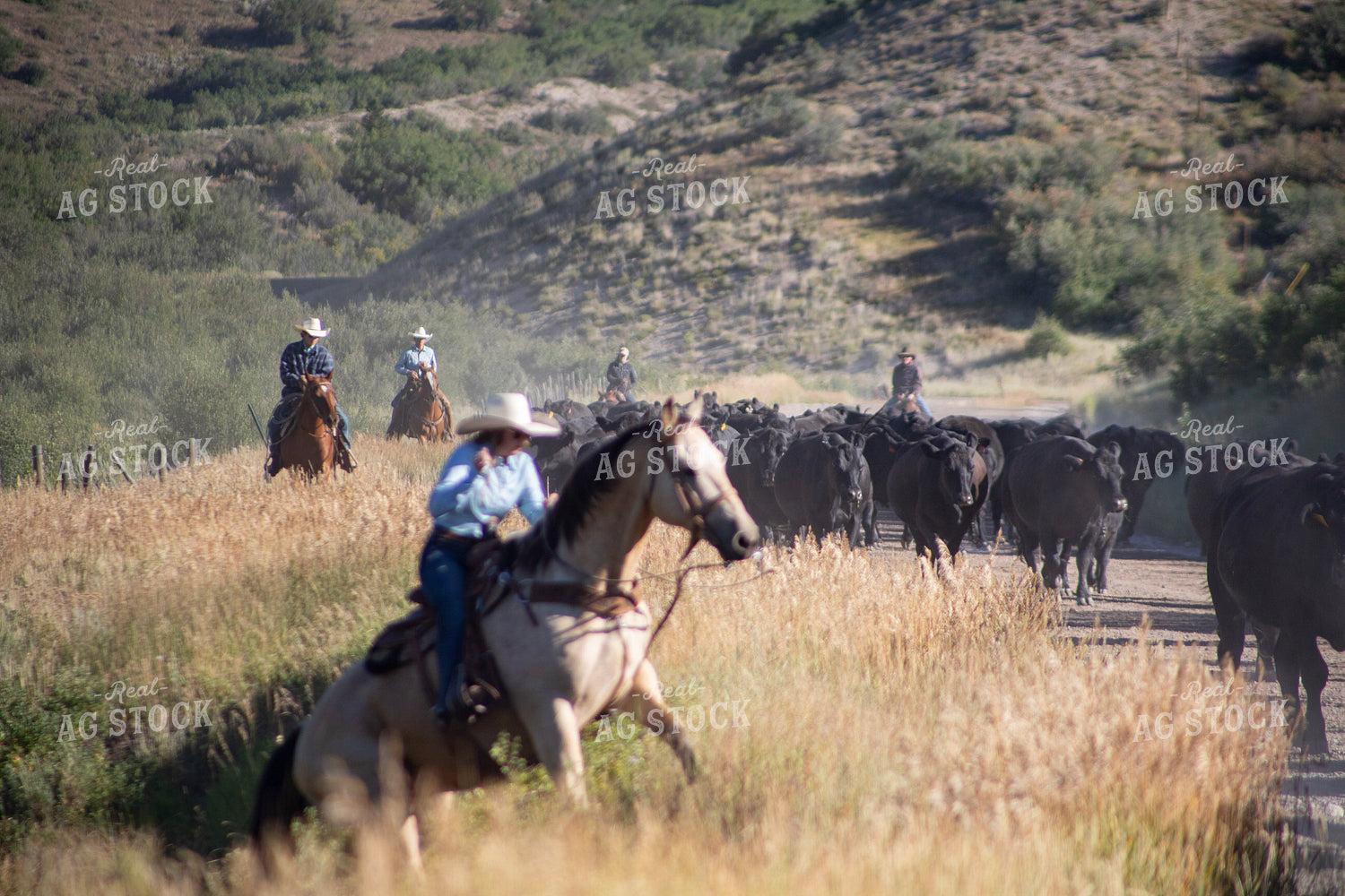 Cattle Drive 117360