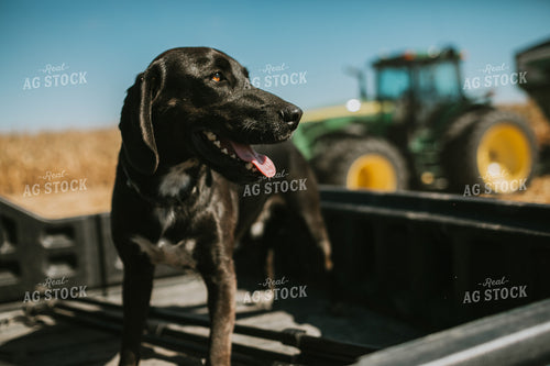 Farm Dog in Side by Side Bed 4694