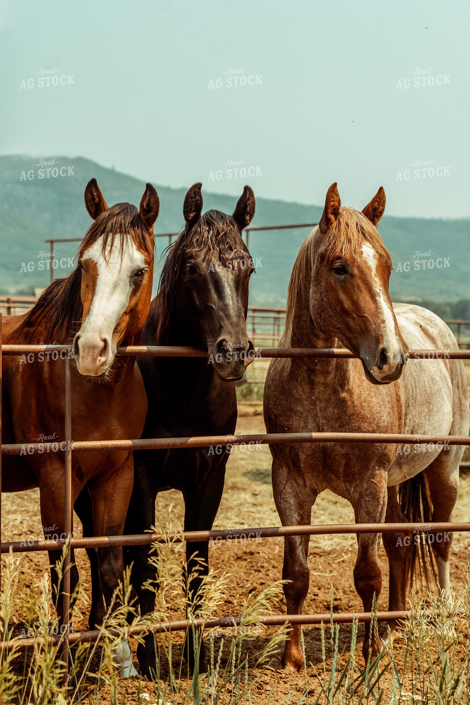 Horses in Pen 58083