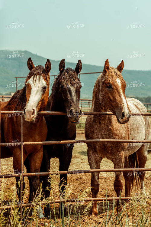 Horses in Pen 58083