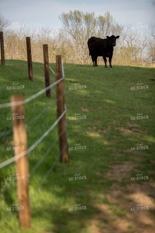 Cattle 1619