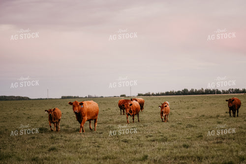 Angus Cattle in Pasture 64238