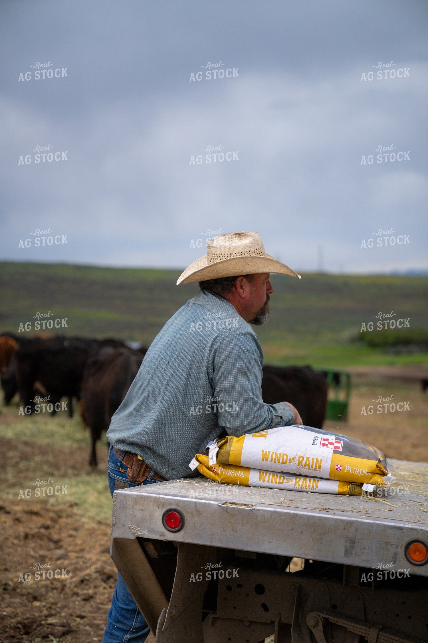 Man Observing Ranch Scene with Livestock and Feed Bags Under Cloudy Sky 65277