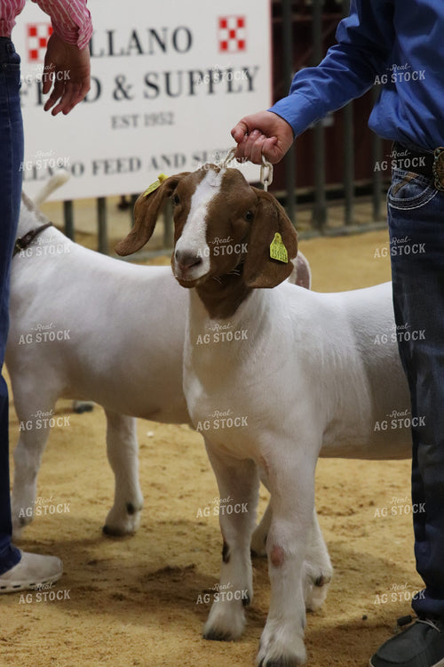 Showing Goats 102059