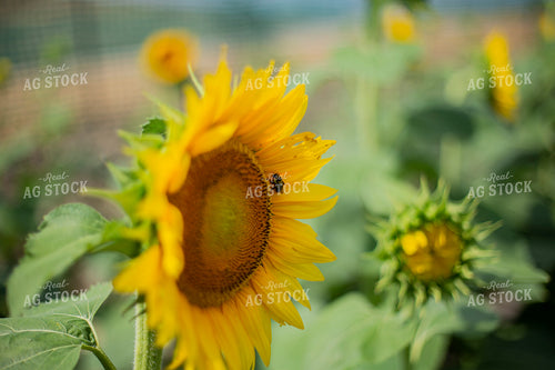 Sunflower Head 93092