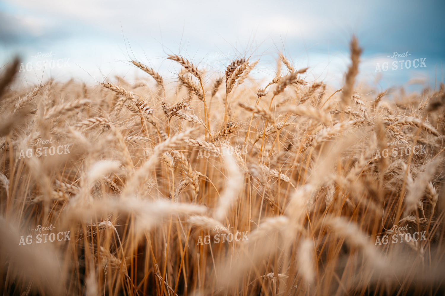 Mature Wheat 56705