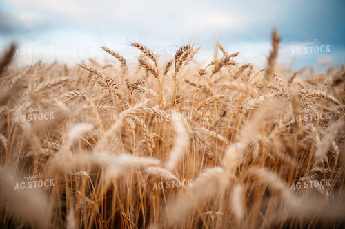 Mature Wheat 56705