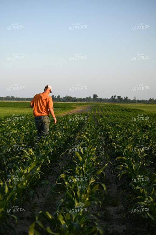 Checking Corn 191117