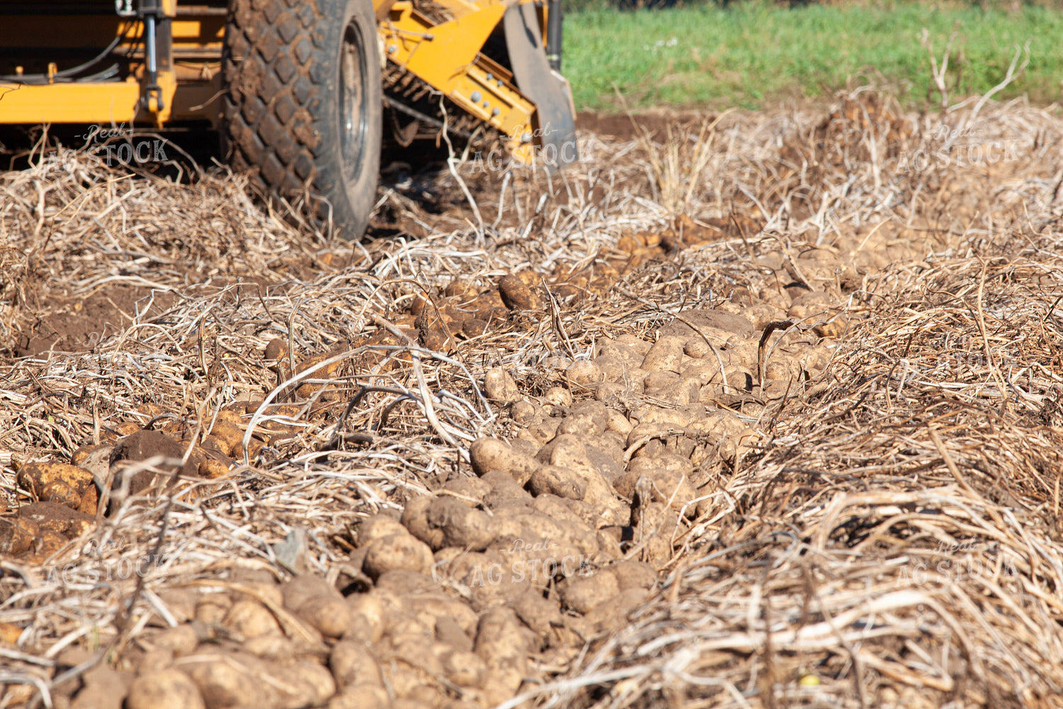Potato Windrows 132205