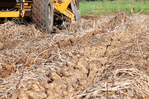 Potato Windrows 132205