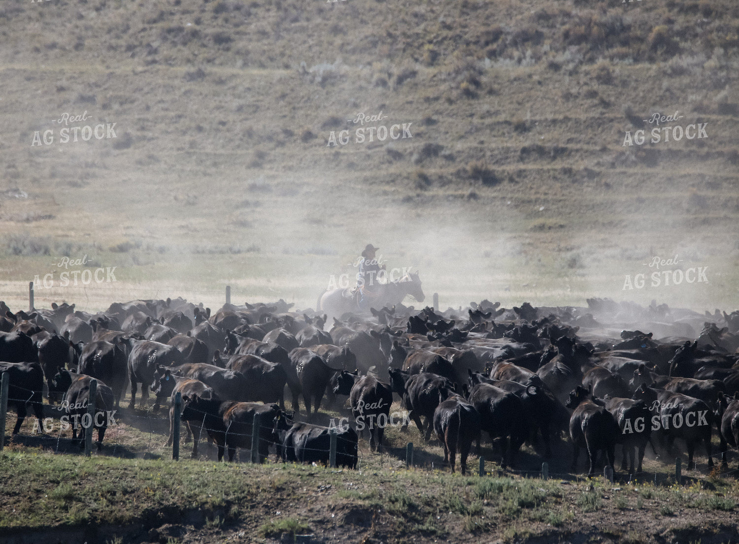Moving Cattle 275017