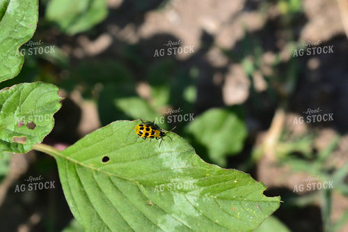 Close Up of Spotted Cucumber Beetle on Leaf 125103