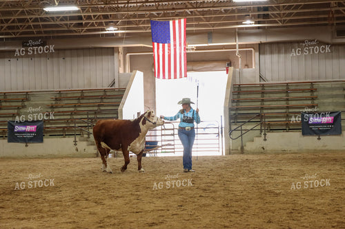 Showing Cattle 52239