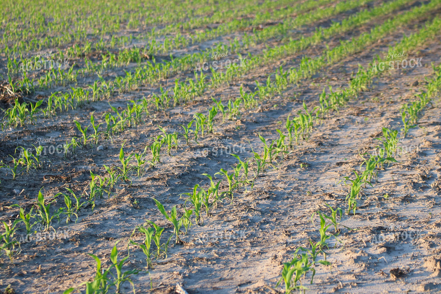 Early Season Corn 82309