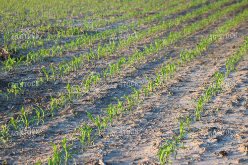 Early Season Corn 82309