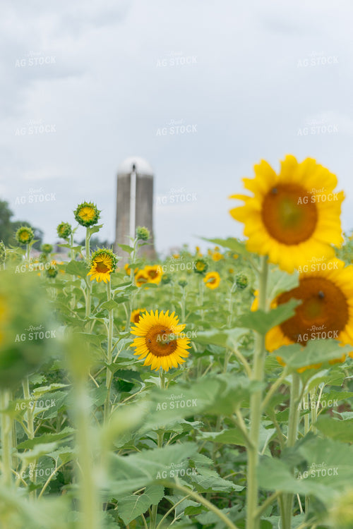 Sunflower Field 295207