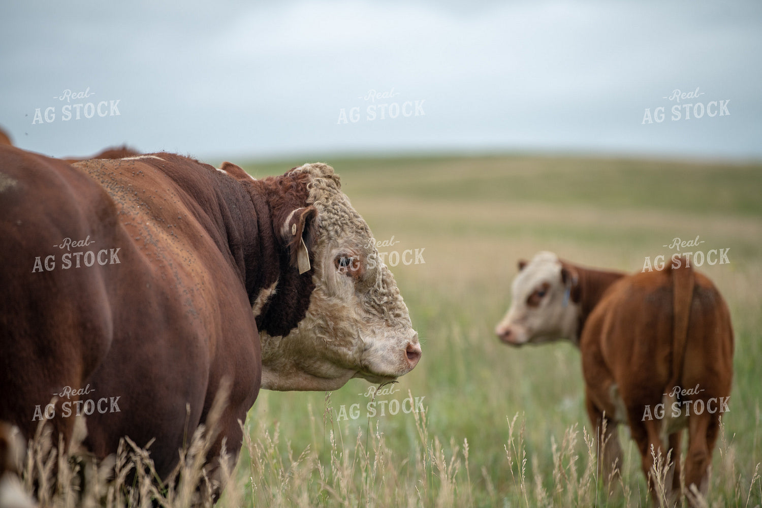 Herefords on Pasture 212111