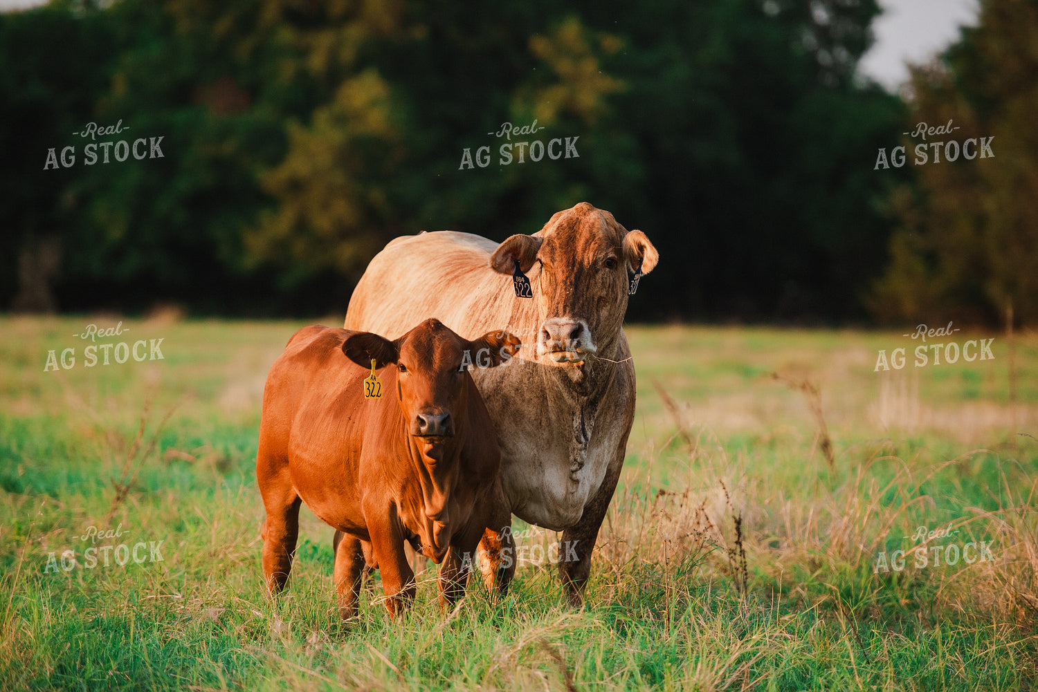 Cattle on Pasture 301051