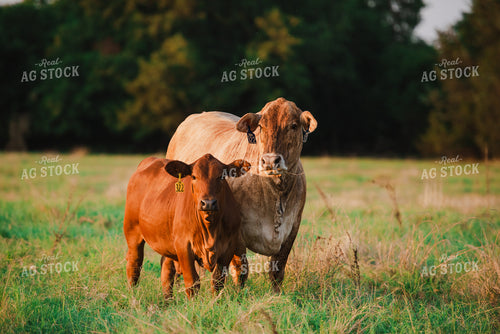 Cattle on Pasture 301051