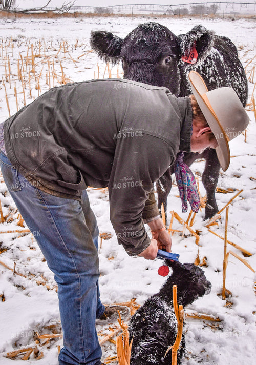 Tagging Calf 56280