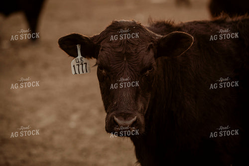 Feedyard 3113
