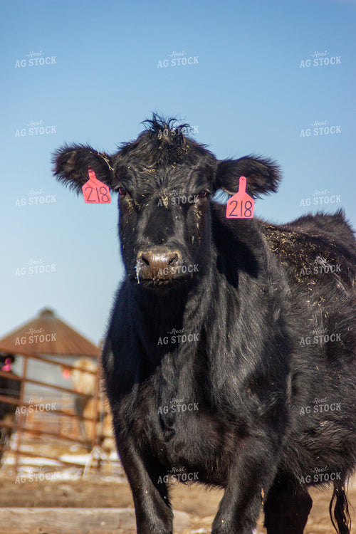 Black Angus Cow 155149