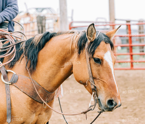 Saddled Horse 61017