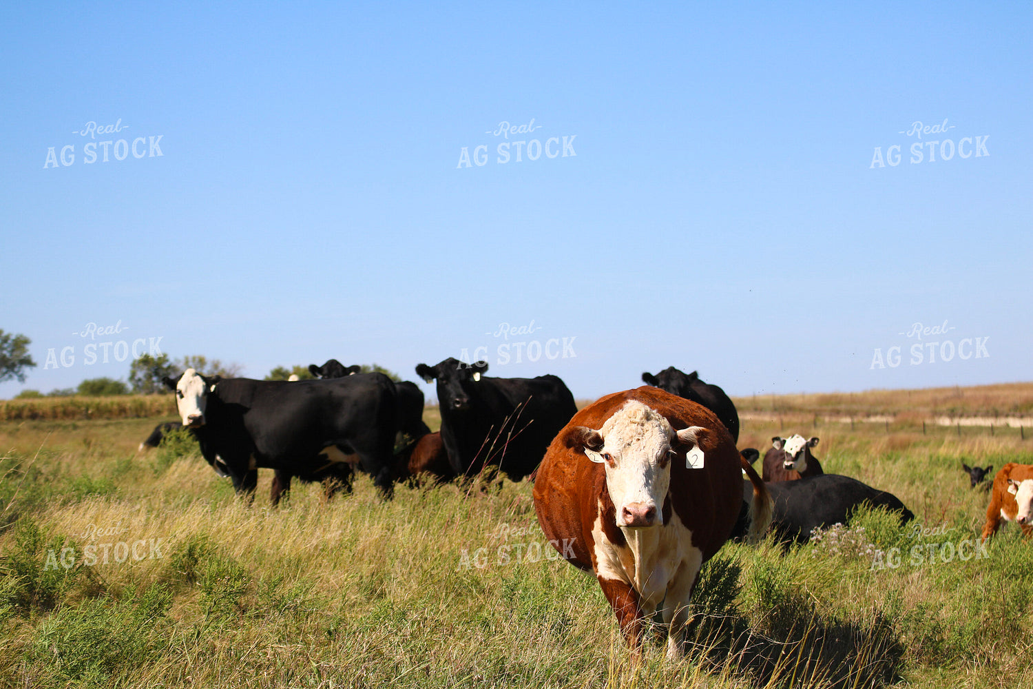 Cattle on Pasture 82358