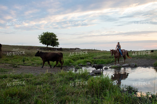 Herding Cattle on Horseback 67488