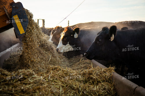 Feeding Cattle 268383