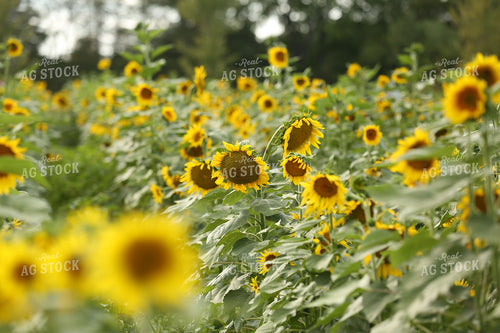 Sunflower Field 127033