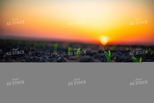 Corn Emerges from Ground at Sunset 136029