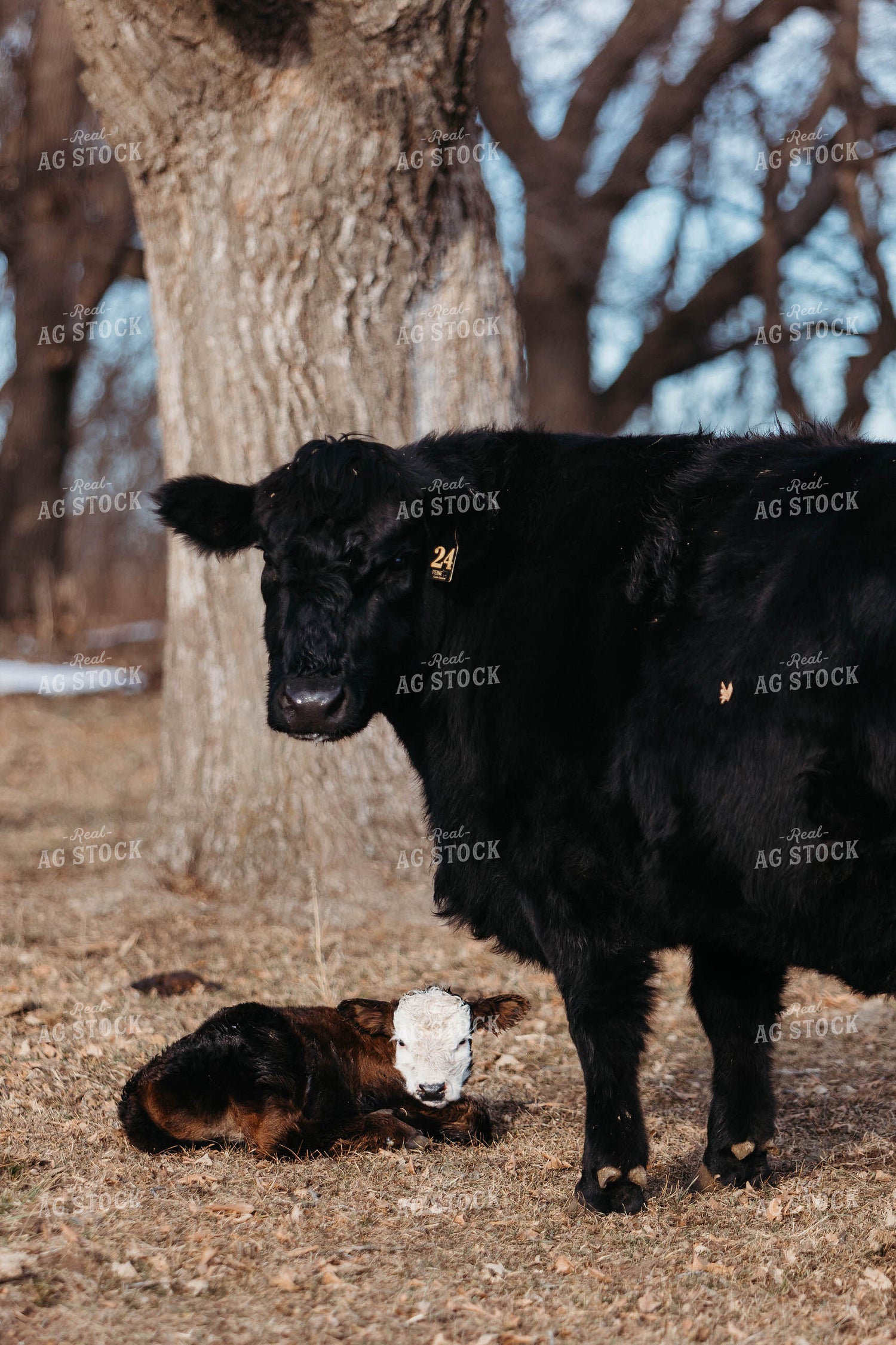 Black Baldy Cow Calf Pair 174001