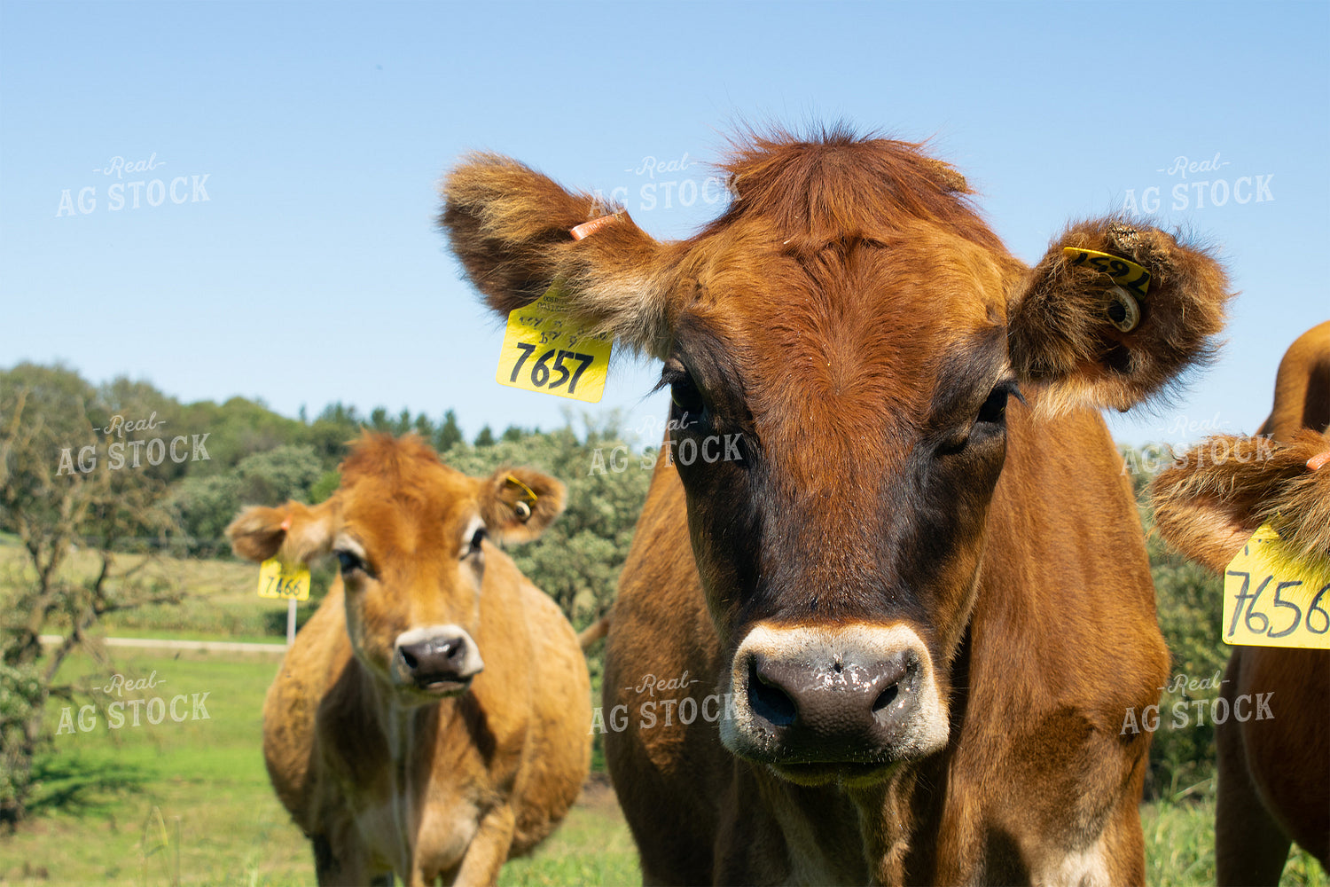 Cattle in Pasture 50031