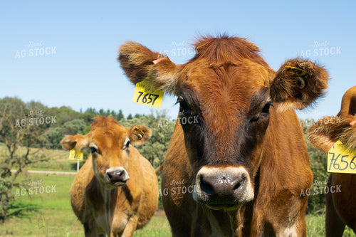 Cattle in Pasture 50031