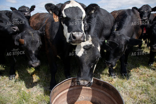 Cattle at Mineral Tub 117053