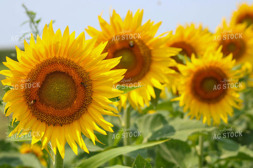 Bees on Sunflower 182012