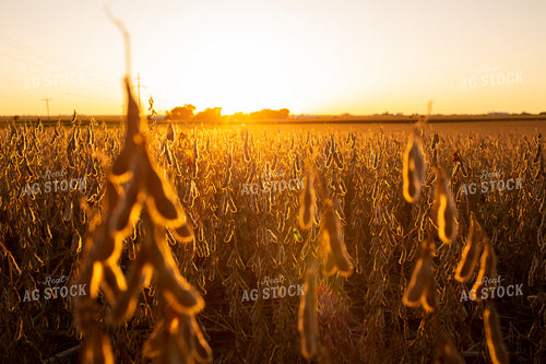 Soybeans - Dry 2470