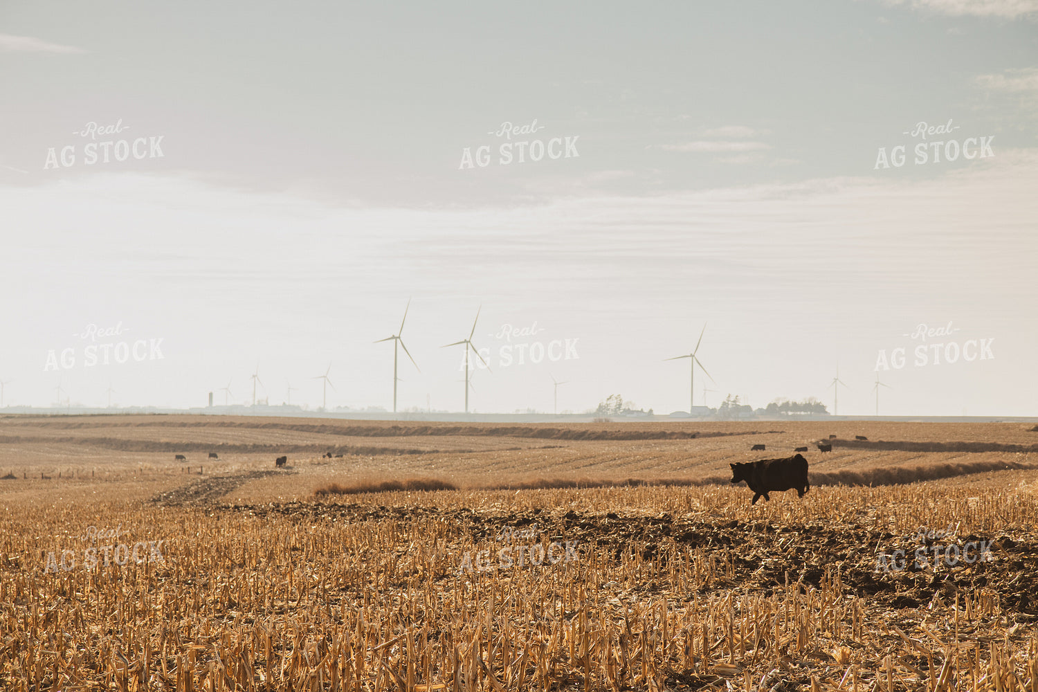 Black Angus Cattle on Corn Stalks 67237