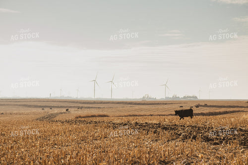 Black Angus Cattle on Corn Stalks 67237
