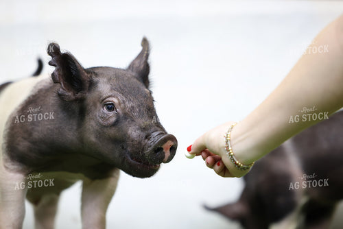 Piglets 160373