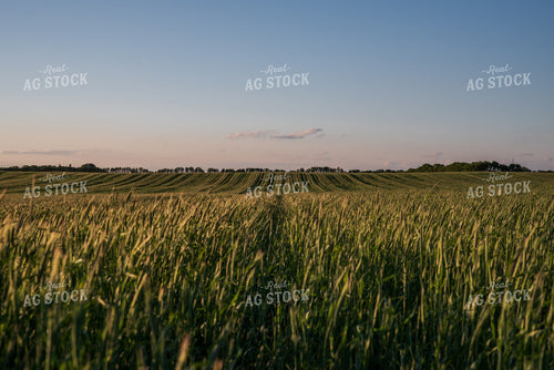 Cover Crop Field 76153