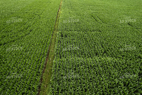 Aerial Mid-Season Corn 92008