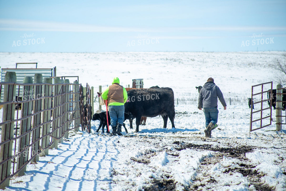 Ranchers Checking Cattle and Calves in Winter Snow 406088