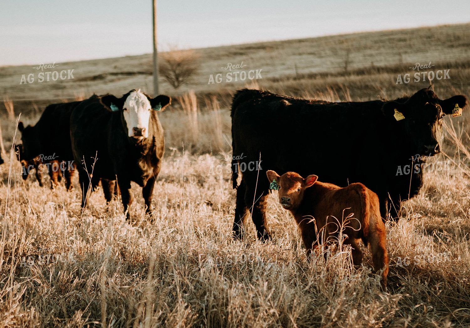 Cow-Calf in Pasture 77220